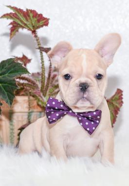 Izabell - French Bulldog puppy for sale in Millersburg, OH