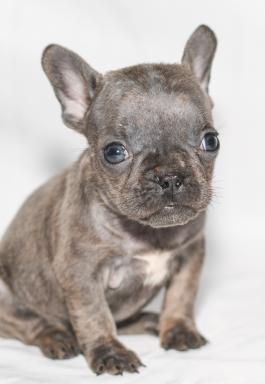 Bella - French bulldog puppy for sale in Millersburg, Ohio