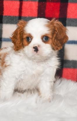 Charley - Cavalier puppy with champion bloodline for sale in Wilmot, Ohio