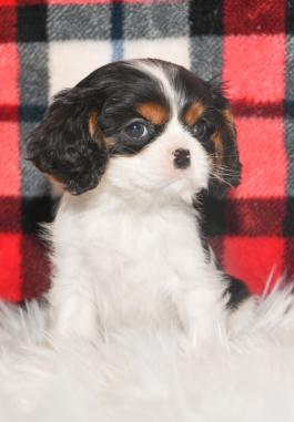 Cinderelaa - Cavalier puppy with champion bloodline for sale in Wilmot, Ohio