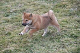 Beulah - Shiba Inu puppy for sale in Millersburg, Ohio