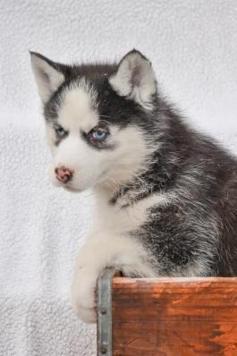 Reni - Siberian Husky puppy for sale in Fresno, Ohio