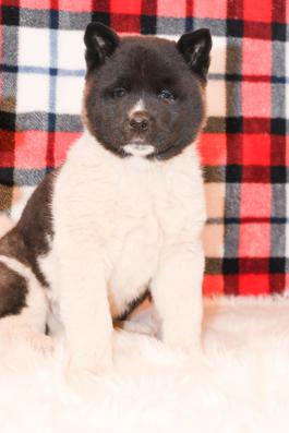 Boxer - Akita puppy for sale in Fresno, Ohio