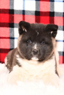 Max - Akita puppy for sale in Fresno, Ohio