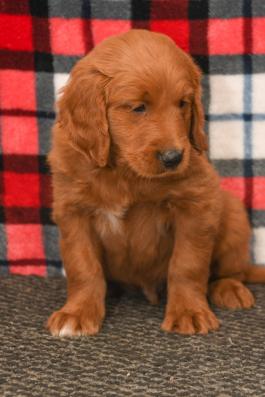 Pete - Goodendoodle puppy for sale in Millersburg, OH