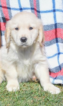 Franky - Golden Retriever Puppy for sale in Millersburg, Ohio
