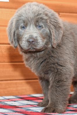 Robin - Newfoundland puppy for sale in Fredericksburg, Ohio