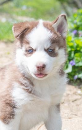 Rocky - Siberian Husky puppy for sale in Fresno, Ohio