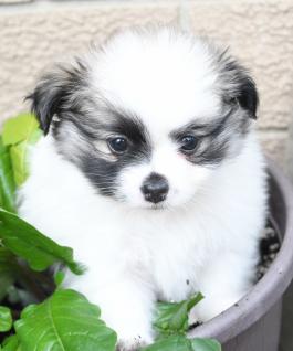 Fluffy - Havanese mix puppy for sale in Millersburg, Ohio