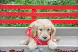 Freddy - Labradoodle puppy for sale in baltic ohio