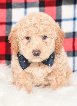 Micah - Mini Labradoodle Puppy for sale in Baltic, Ohio