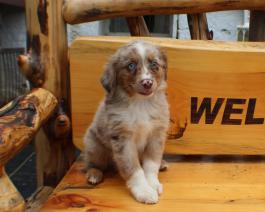 Australian Shepherd Puppy for sale 