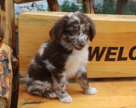 Australian Shepherd Puppy for sale 
