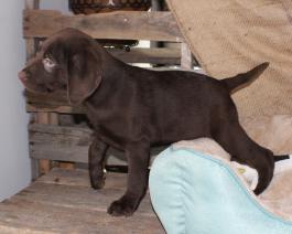 Labrador Retriever Puppy Available now