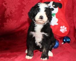 Adorable Bernedoodle Puppy 