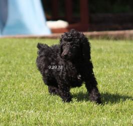 AKC Poodle puppy for Sale