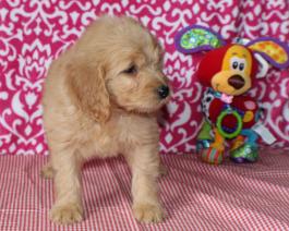 Goldendoodle puppy 