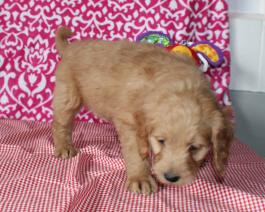 Goldendoodle Puppy 