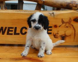 DalmaDoodle Puppy for Sale 
