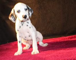 Dalmation Puppy for Sale
