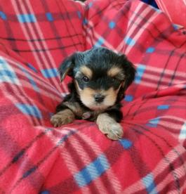 baby boy yorkie....7.5 weeks raised in our home with love...hands on care..s
