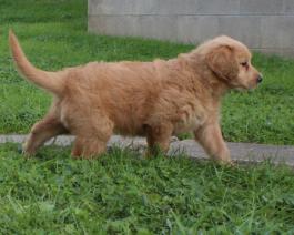 Shepadoodle puppy for Sale 