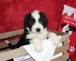 Adorable Bernedoodle Puppy 