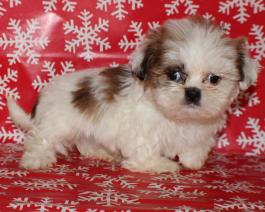 AKC Shih-tzu puppy for sale