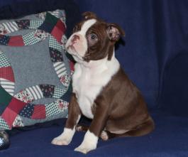 Boston Terrier Puppy for sale