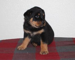 Rottweiler Puppy for Sale