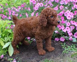 Poodle puppy for sale 