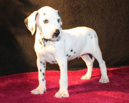 Dalmation Puppy for sale in Ohio