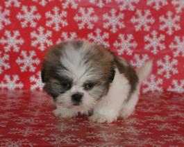 AKC Shih Tzu Puppy for Sale