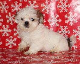 AKC Shih-Tzu Puppy for sale