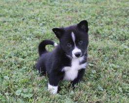 Pomsky Puppy for sale