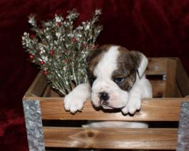 Beabull Puppy for sale 