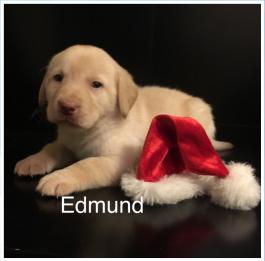 Edmund AKC labrador retriever puppy