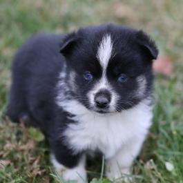 F2 Pomsky Puppy for sale