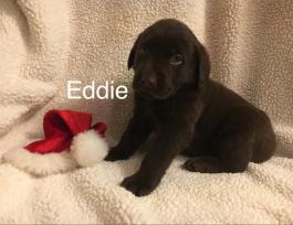 Eddie AKC labrador retriever puppy