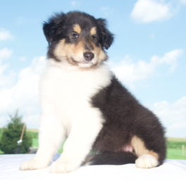 Branson - Rough Collie puppy for sale in Baltic, OH