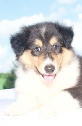 Gabriel - Rough Collie puppy for sale in Baltic, OH