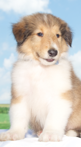 Mike - Rough Collie puppy for sale in Baltic, OH