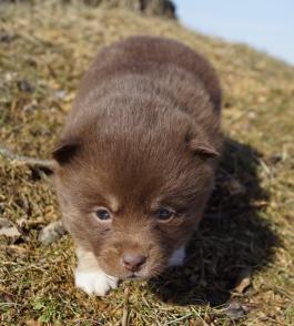 brown and white pomsky female - AKC registered parents