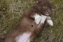 brown and white pomsky female - AKC parents