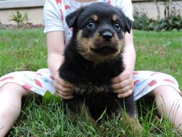 Nick -rottweiler puppy for sale in honey grove,pa