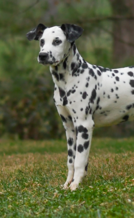 Emily - Dalmatian puppy for sale in Holmesville, OH