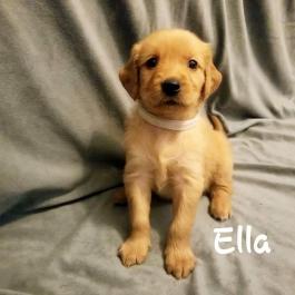 Golden Retriever Puppy Ella