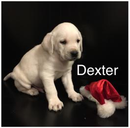 Dexter AKC labrador retriever puppy