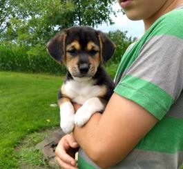 Dakota, a Shiba Inu, beagle mix