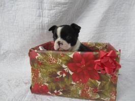 Reina peeking out of a Christmas gift